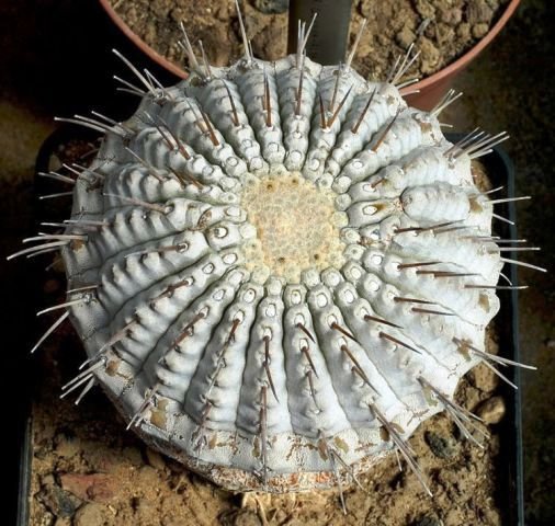 copiapoa_columna_alba_1